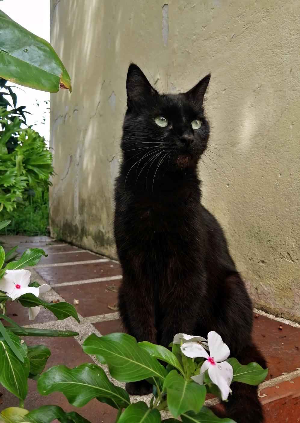 Bloganuary 22. I wish my cat knew I’m the same person she used to love.