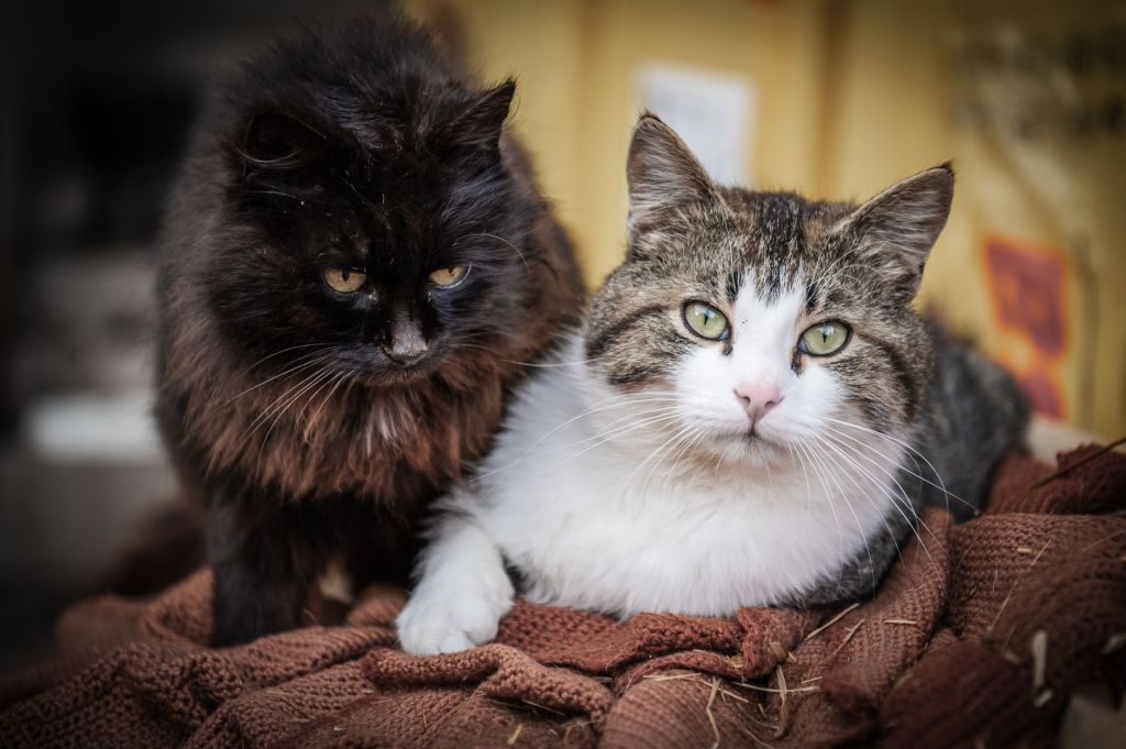 Cats are, still, great&nbsp;:D